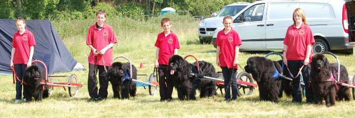 Horsham Working Newfoundlands Juniors