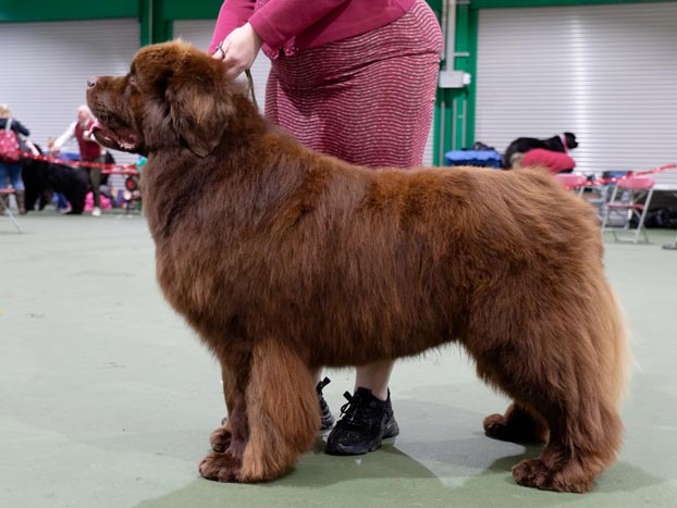 Winner of Special Open Brown Dog