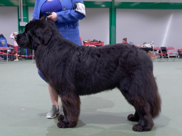 Winner of Special Yearling Dog