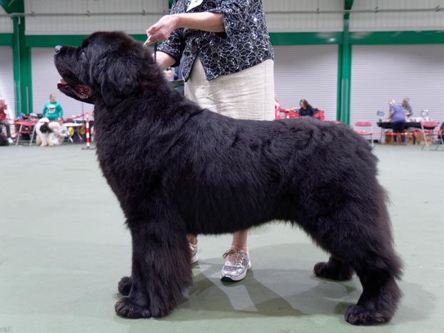 Winner of Special Open Black Dog