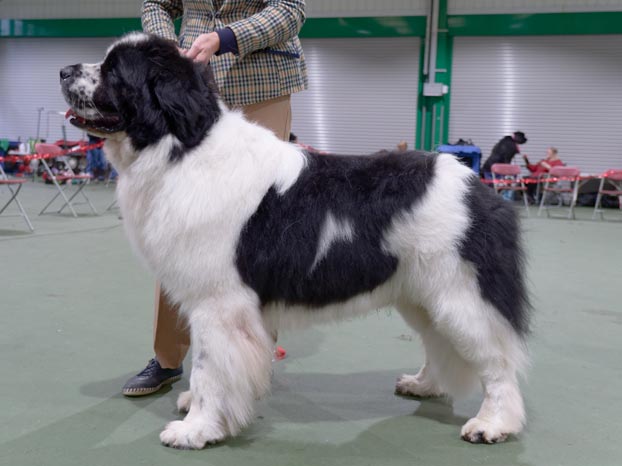 Winner of Special Open White & Black (Landseer) Dog