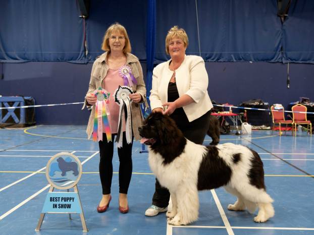 Best Puppy in Show