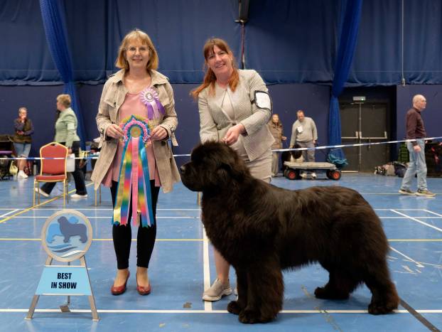 Best in Show