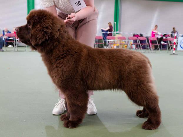 Winner of Baby Puppy Dog