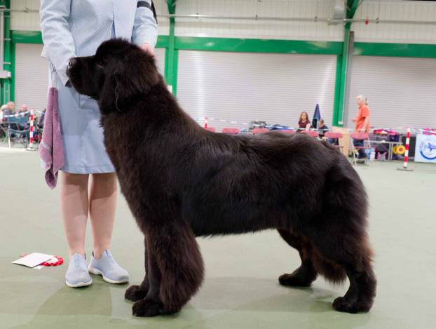 Winner of Puppy Bitch