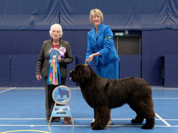 Best Puppy in Show