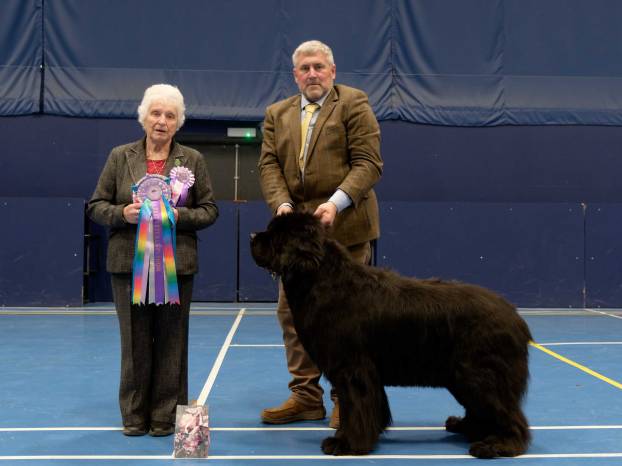 Best Veteran in Show