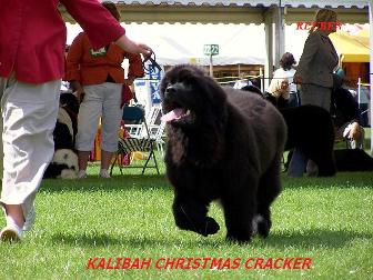 Kalibah Christmas Cracker