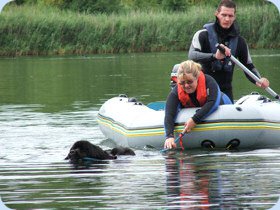 Newfoundland pulling a boat