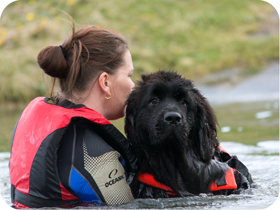 Newfoundland puppy swimming