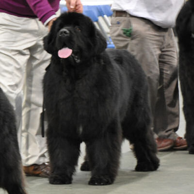 Reserve Best Dog in Show