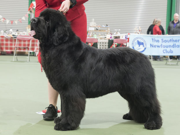 Winner of Special Yearling Dog