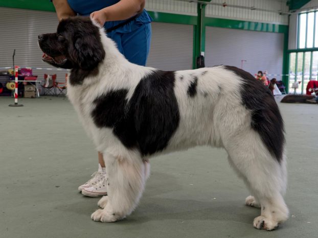 Winner of Special Open White & Black (Landseer) Dog