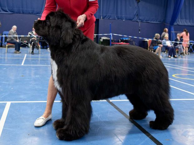 Winner of Open Dog