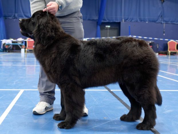 Winner of Minor Puppy Dog