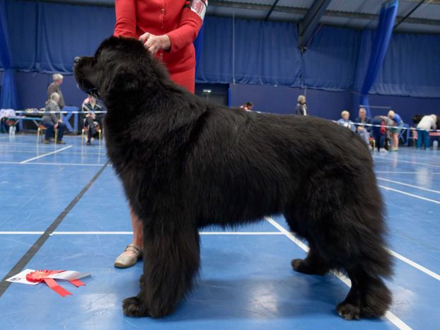 Winner of Post Graduate Dog