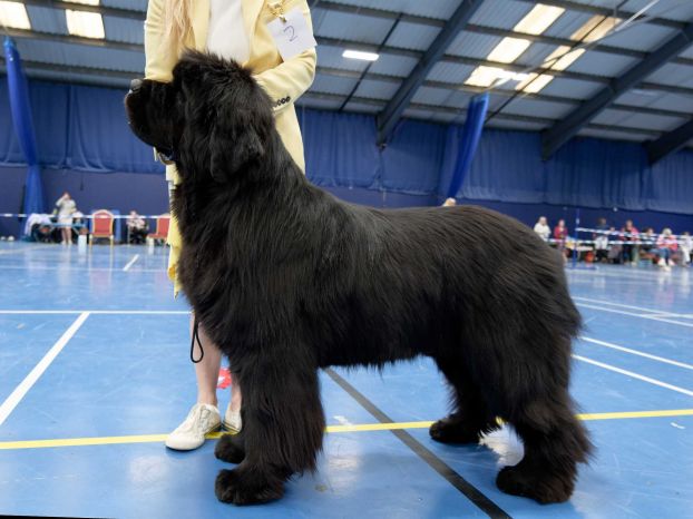 Winner of Special Yearling Dog