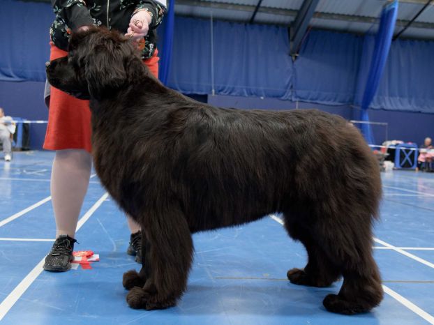 Winner of Special Open Black Bitch