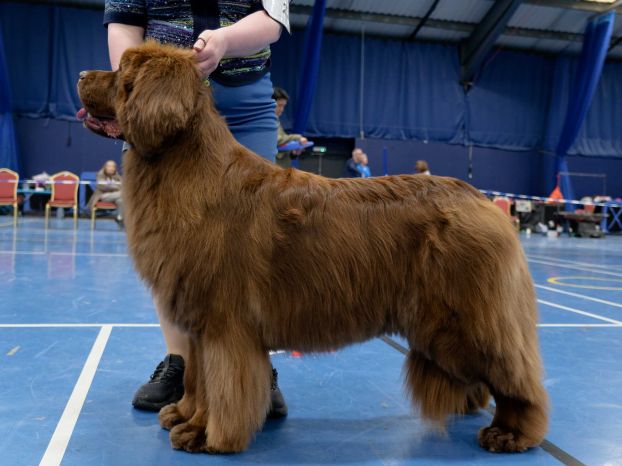 Winner of Special Open Brown Bitch