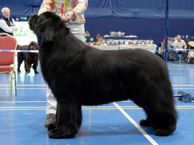 Winner of Veteran Dog