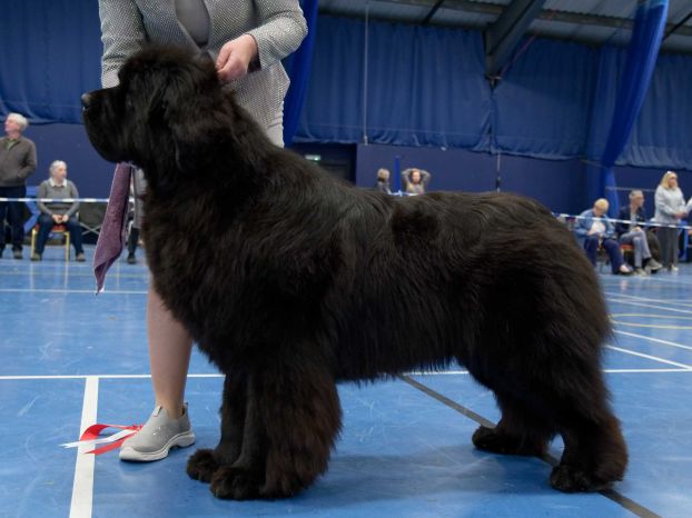 Winner of Limit Dog