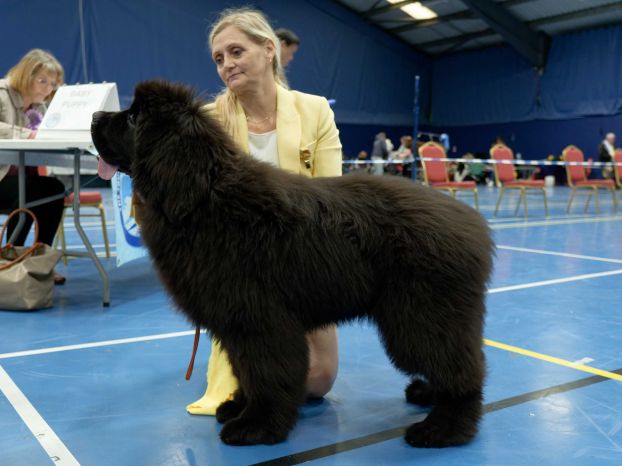 Winner of Baby Puppy Dog