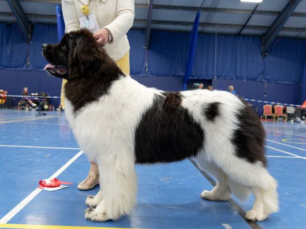 Winner of Puppy Bitch