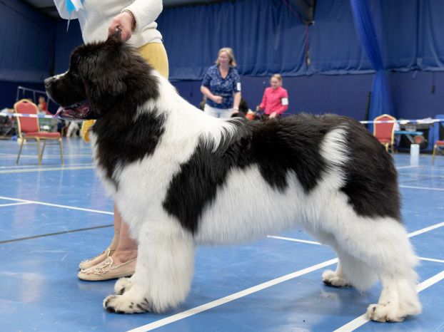 Winner of Special Open White & Black (Landseer) Dog