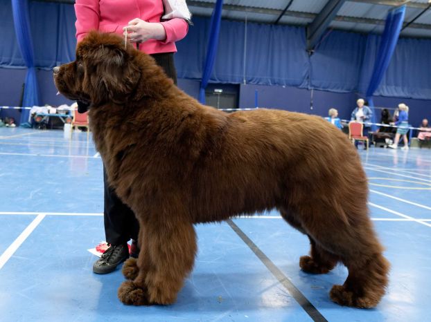 Winner of Junior Dog