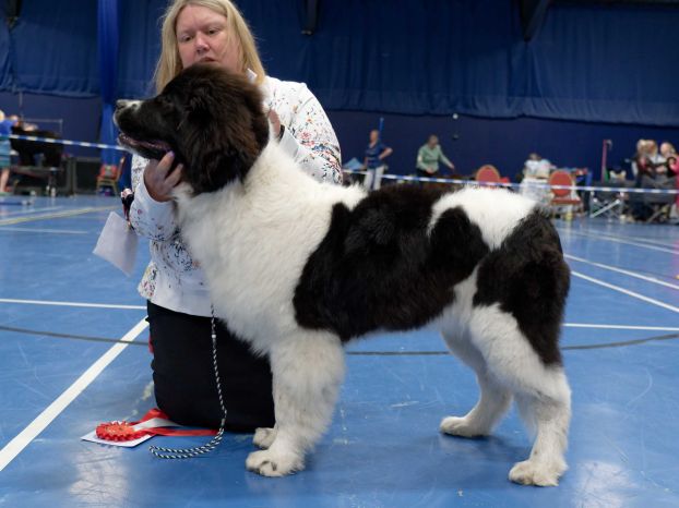 Winner of Minor Puppy Bitch