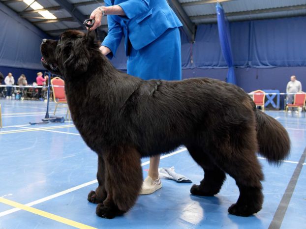 Winner of Puppy Dog