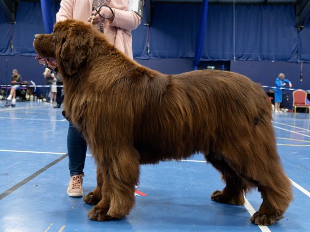 Winner of Special Open Brown Dog