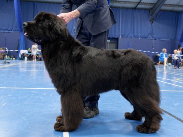 Winner of Graduate Dog