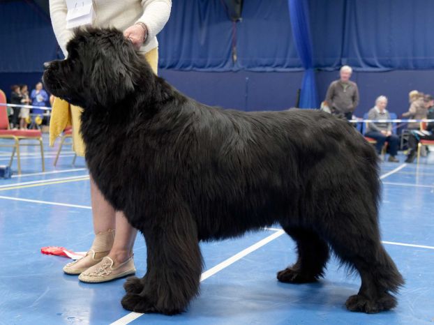 Winner of Special Open Black Dog