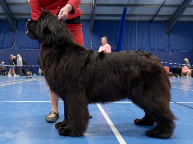 Winner of Special Yearling Bitch