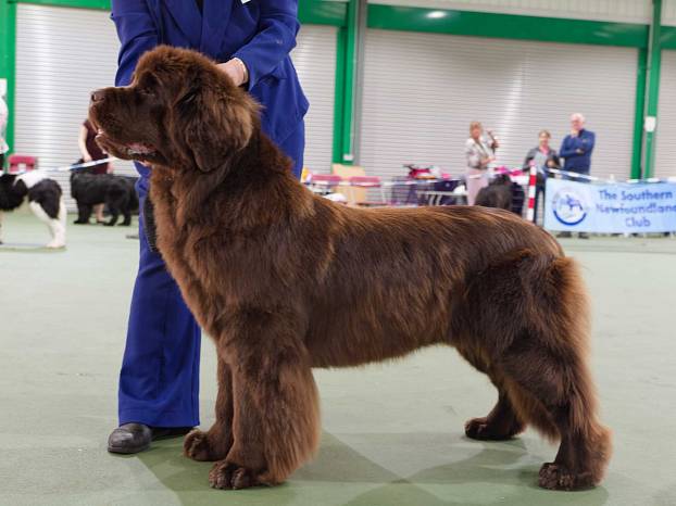 Winner of Special Open Brown Bitch