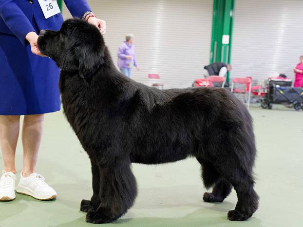 Winner of Limit Bitch