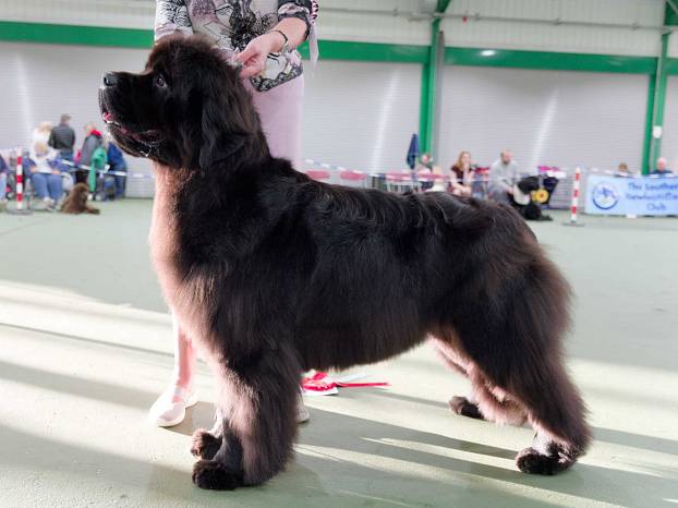 Winner of Special Open Black Bitch