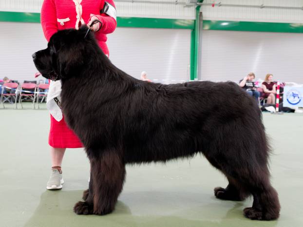 Winner of Graduate Dog