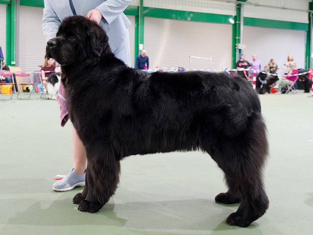 Winner of Post Graduate Bitch