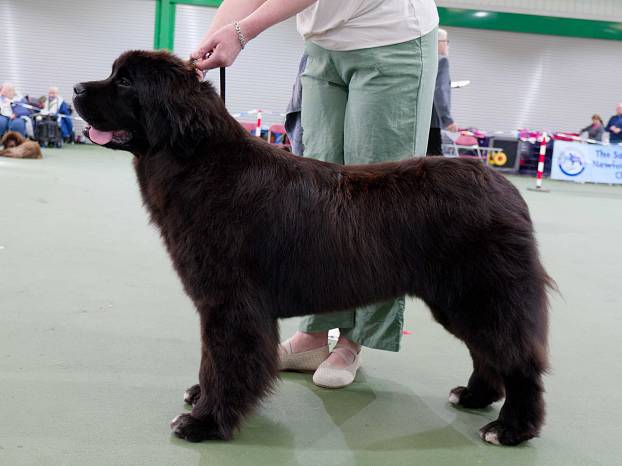 Winner of Junior Bitch