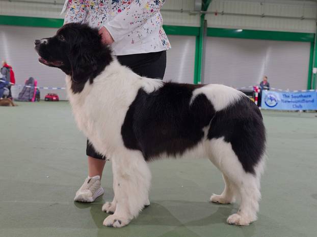 Winner of Special Open White & Black (Landseer) Bitch