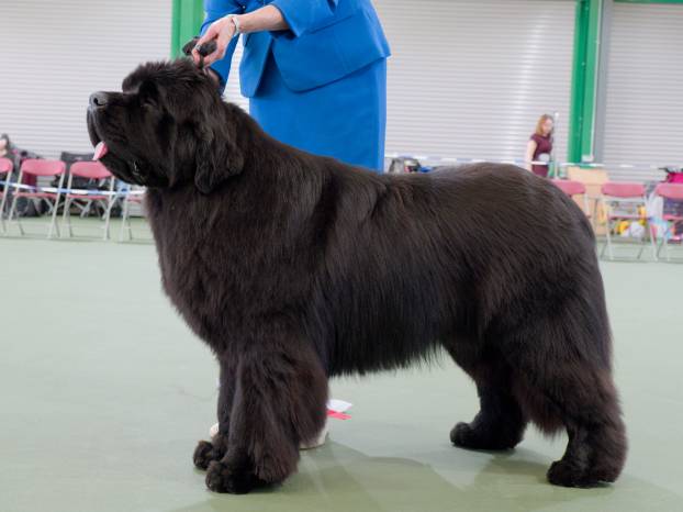 Winner of Junior Dog