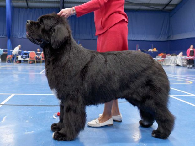 Winner of Open Dog