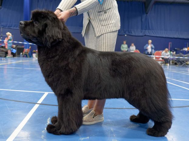 Winner of Special Open Black Bitch