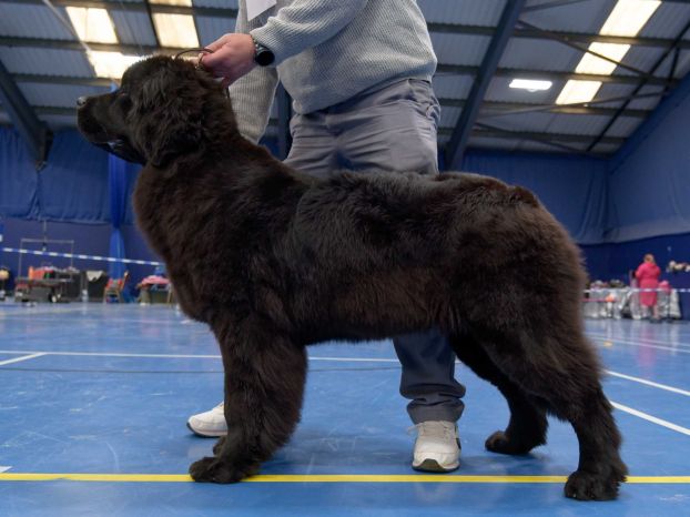 Winner of Minor Puppy Dog