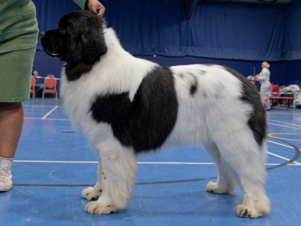 Winner of Post Graduate Dog