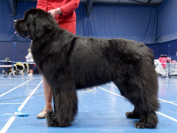 Winner of Special Open Black Dog