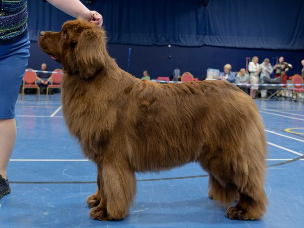 Winner of Special Open Brown Bitch