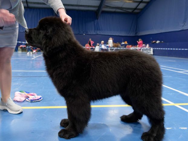 Winner of Baby Puppy Bitch